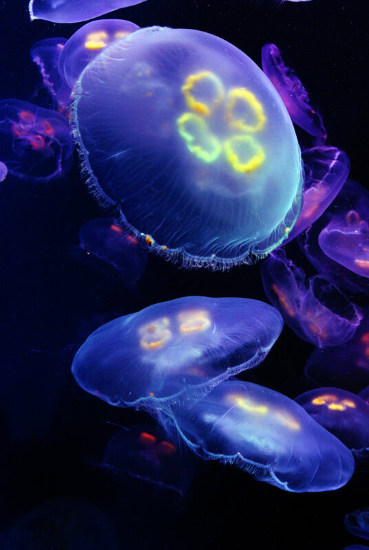 Glowing jellyfish in dark water