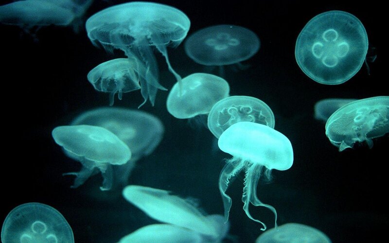 glowing jellyfish in dark water