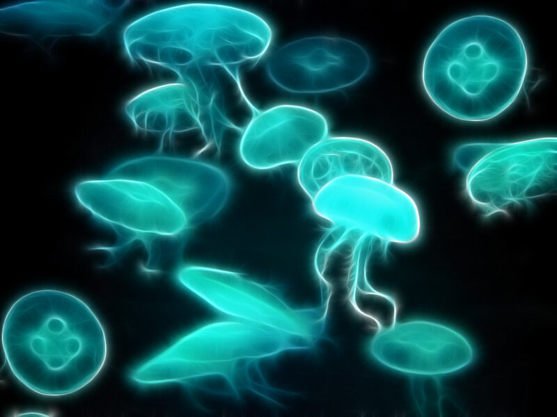 glowing jellyfish in dark water