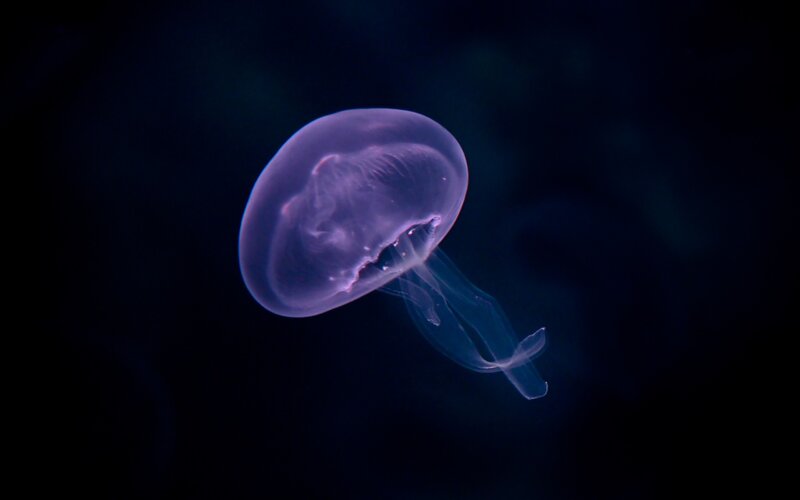 glowing jellyfish in dark water