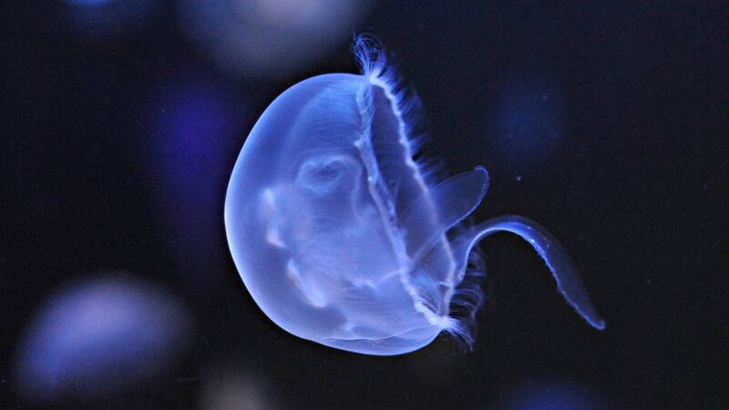 glowing jellyfish in dark water
