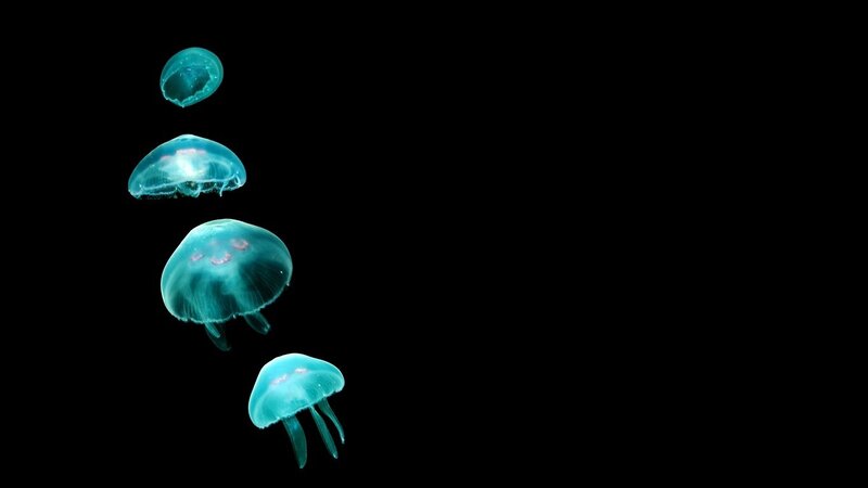 glowing jellyfish in dark water