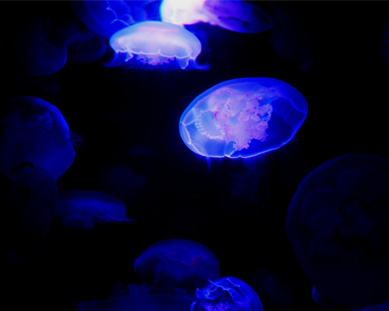 glowing jellyfish in dark water