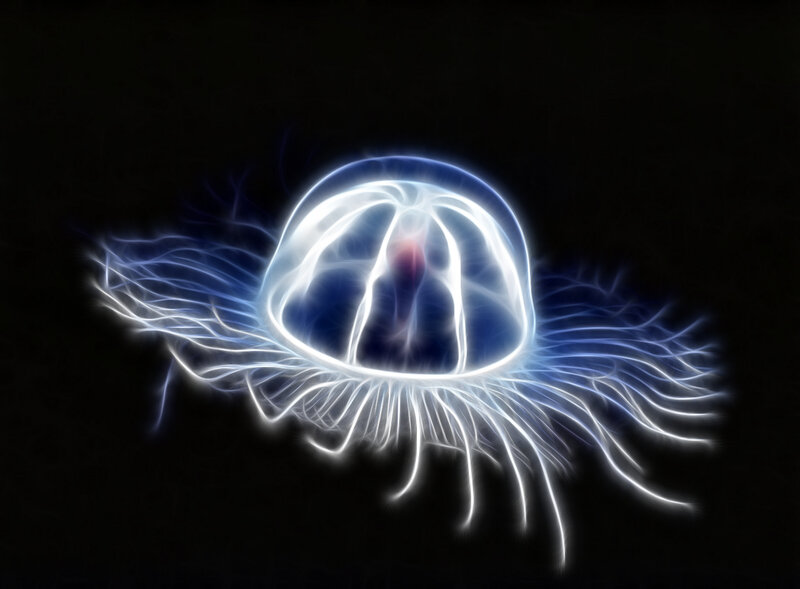 glowing jellyfish in dark water