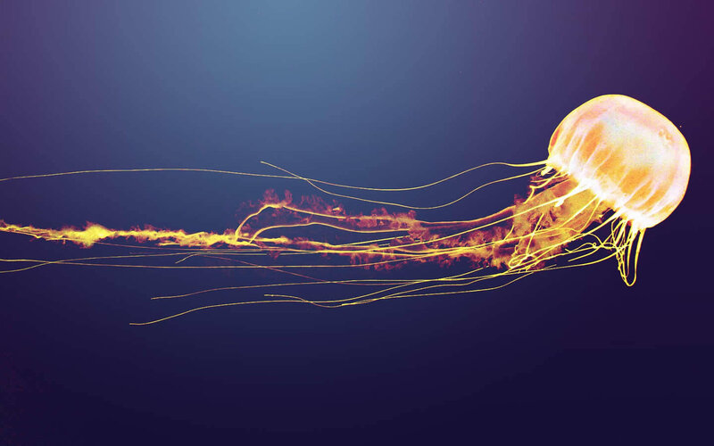 glowing jellyfish in dark water