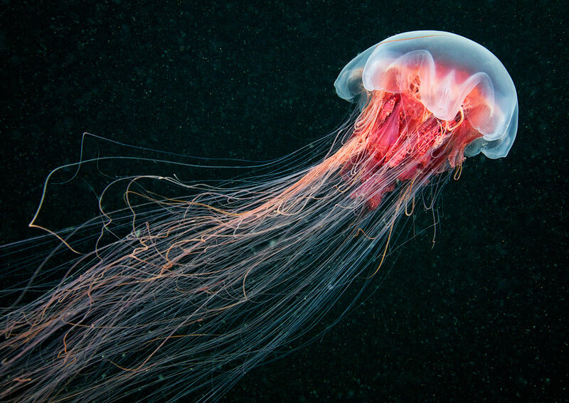 Glowing jellyfish in dark water