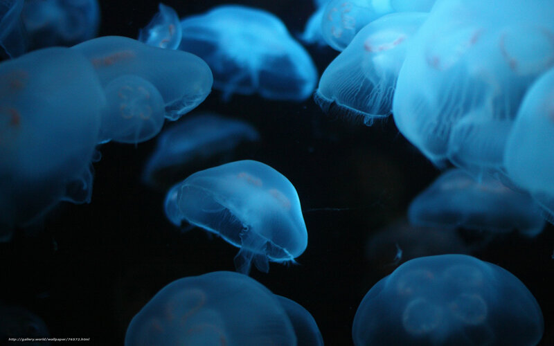 glowing jellyfish in dark water