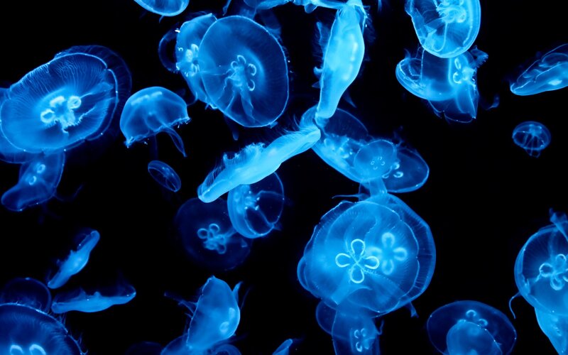 glowing jellyfish in dark water