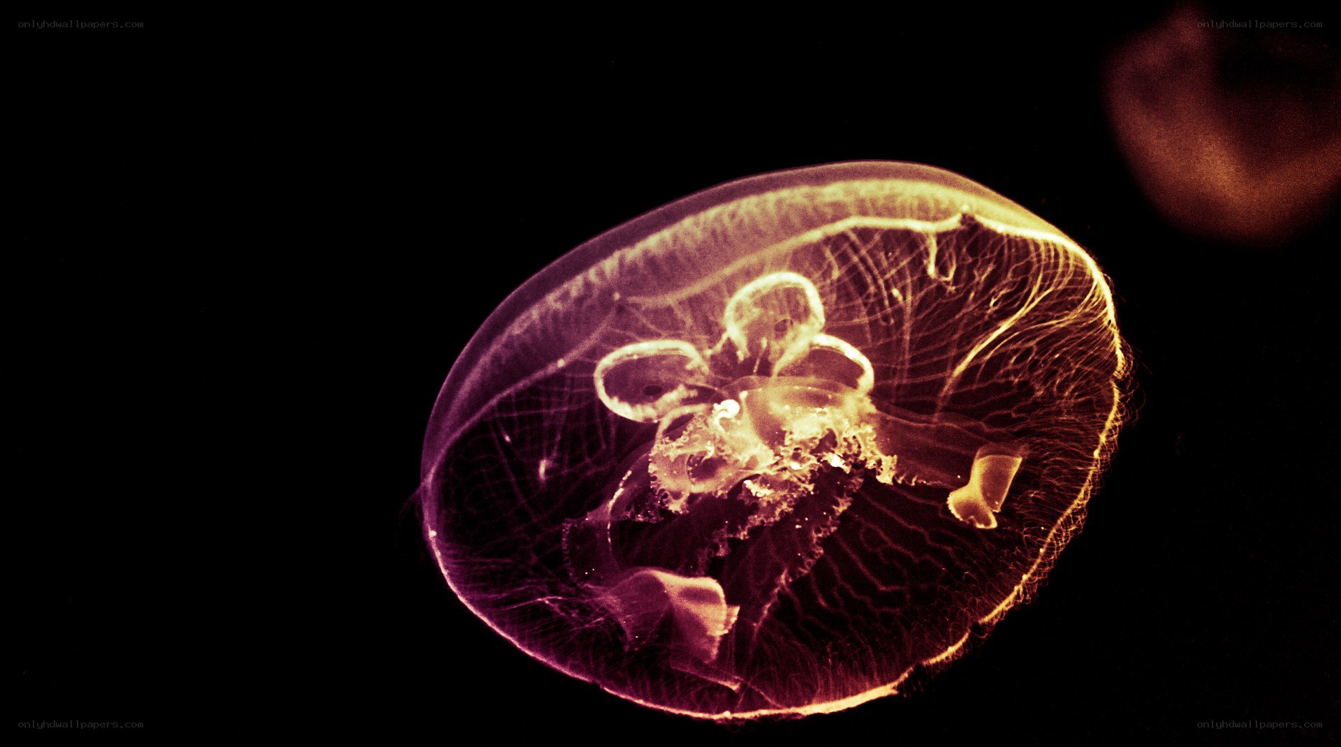 glowing jellyfish in dark water