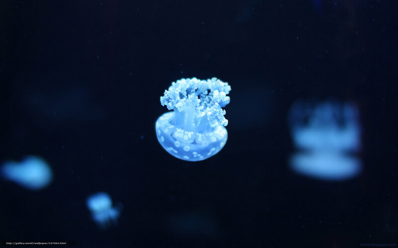 glowing jellyfish in dark water