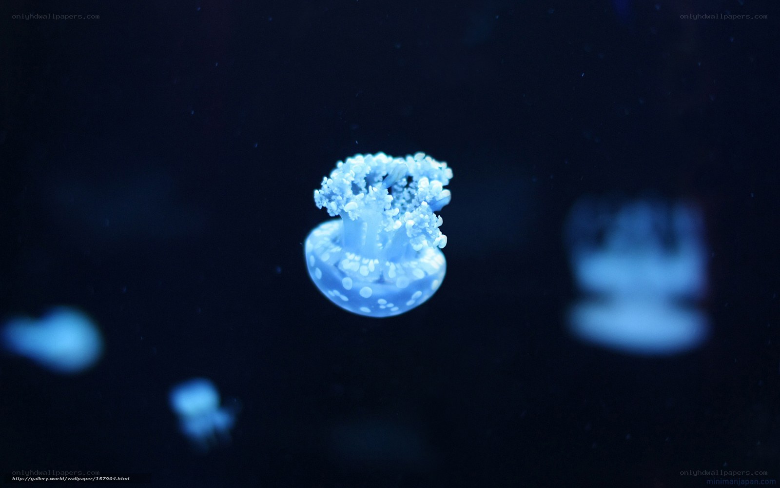 glowing jellyfish in dark water