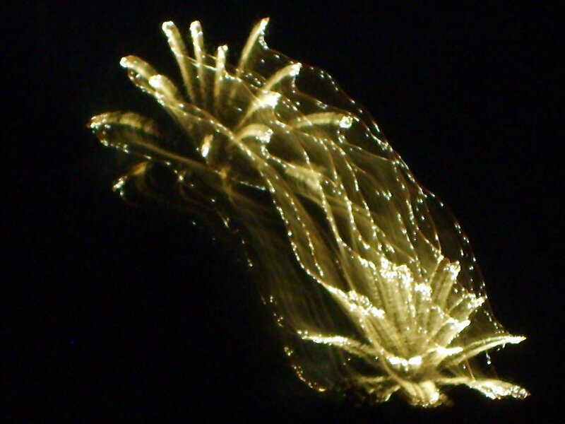 glowing jellyfish in dark water