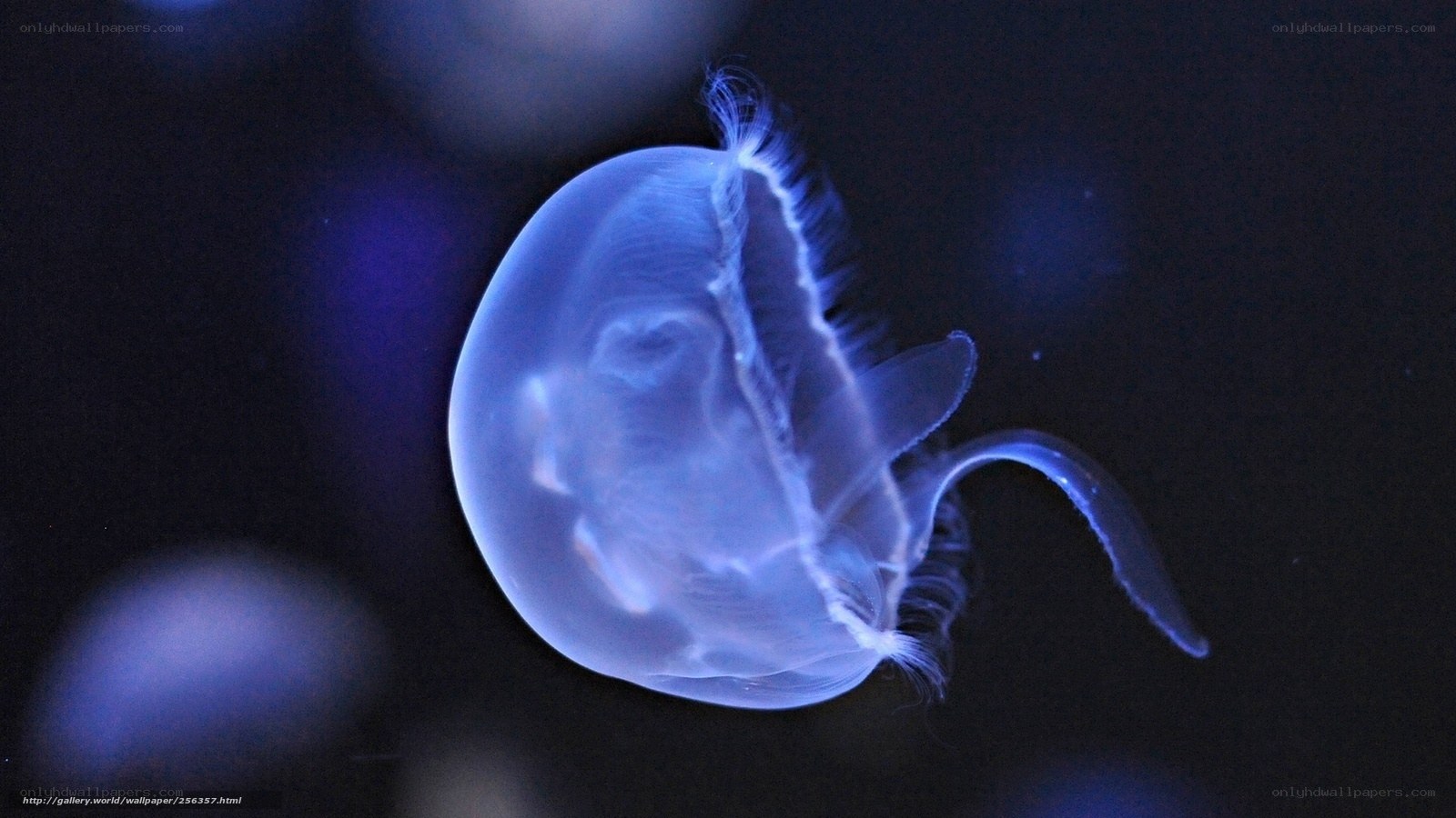 glowing jellyfish in dark water