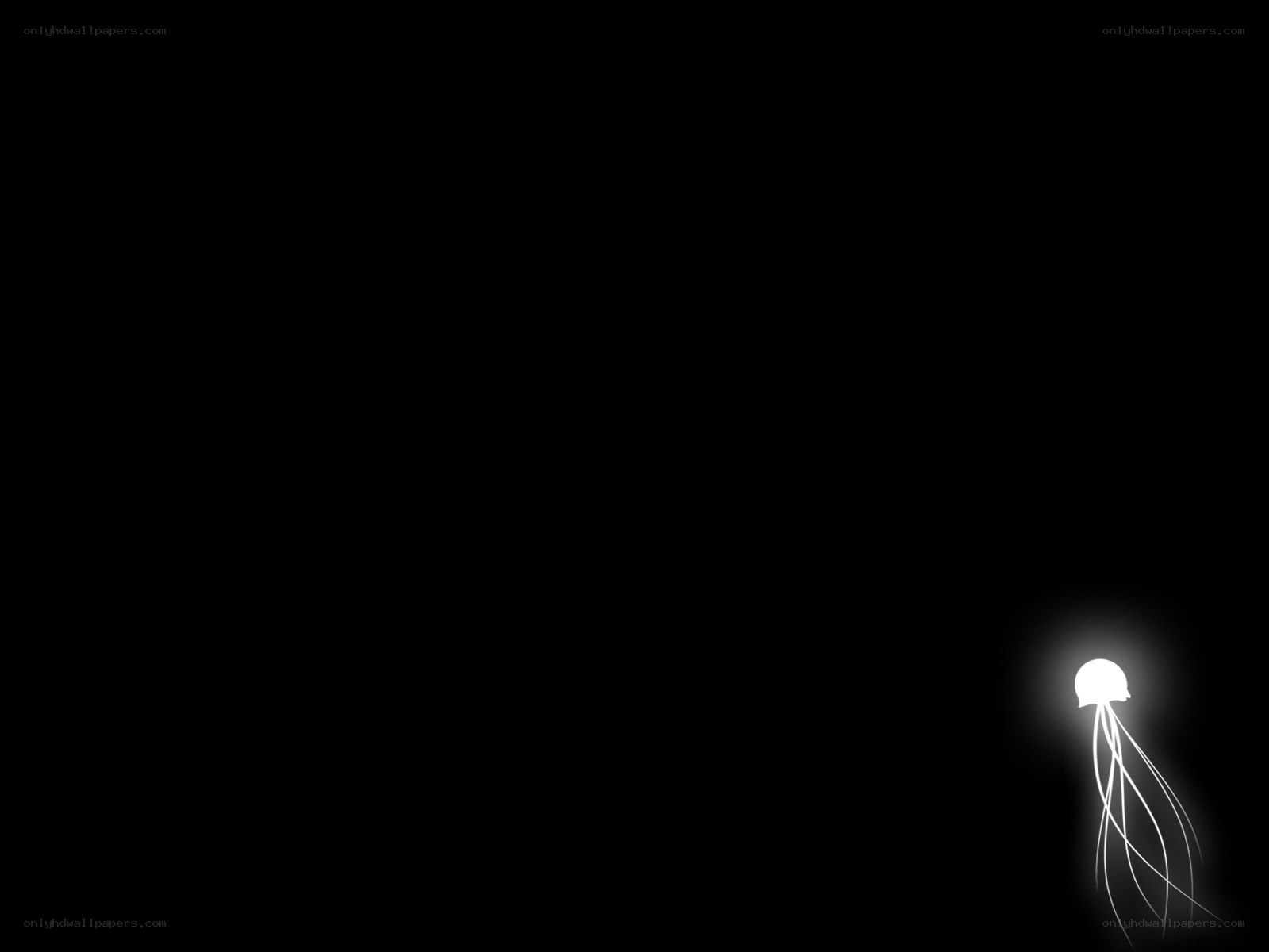 glowing jellyfish in darkness