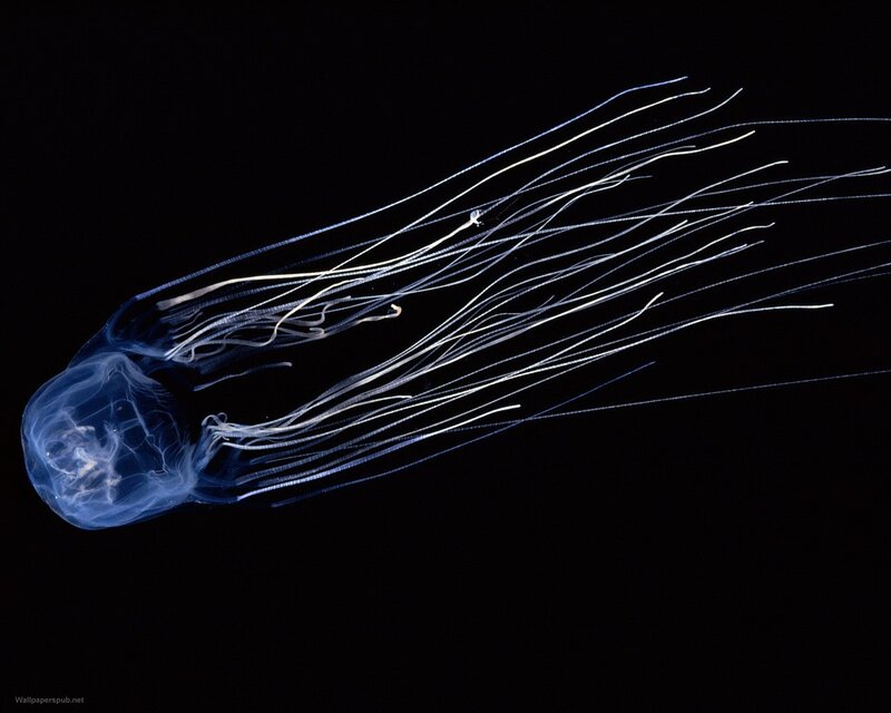 glowing jellyfish in darkness