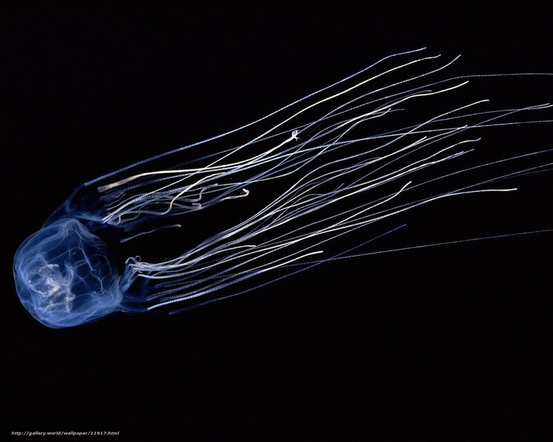 glowing jellyfish in darkness