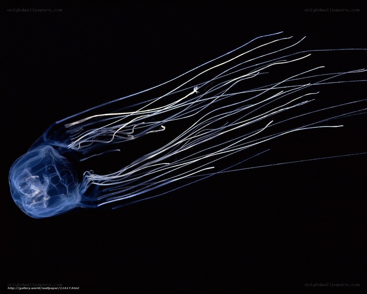 glowing jellyfish in darkness