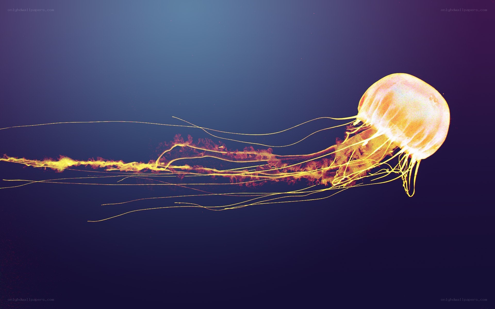 Glowing jellyfish in deep water