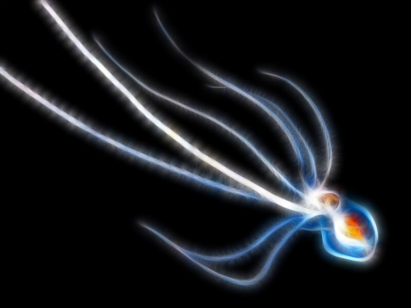 glowing jellyfish in motion