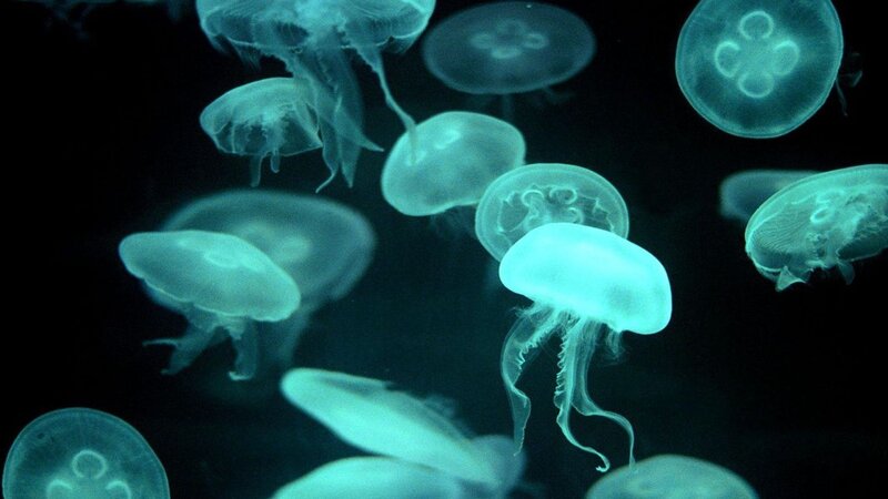 Glowing Jellyfish in Water — Blue, Serene, Night, Photograph, Dark Background, Bioluminescence