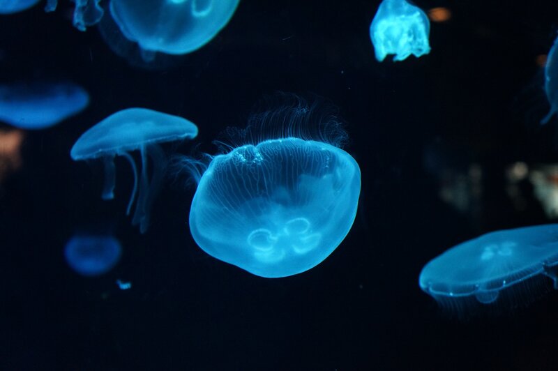 Glowing Jellyfish in Water — Blue, Serene, Night, Photograph, Dark Background, Light