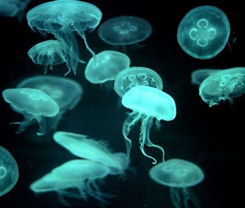 Glowing Jellyfish in Water — Blue, Serene, Night, Photograph, Dark Background