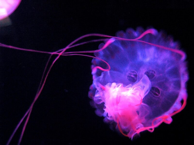 Glowing Jellyfish — Purple, Mysterious