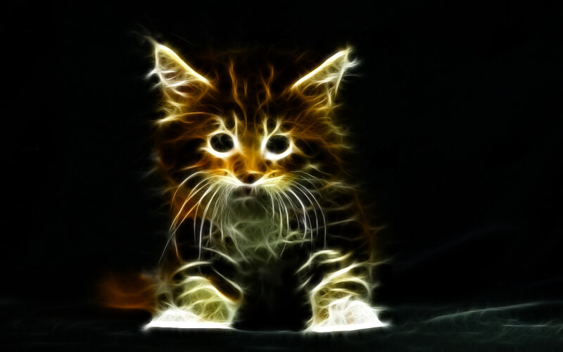 Glowing Kitten