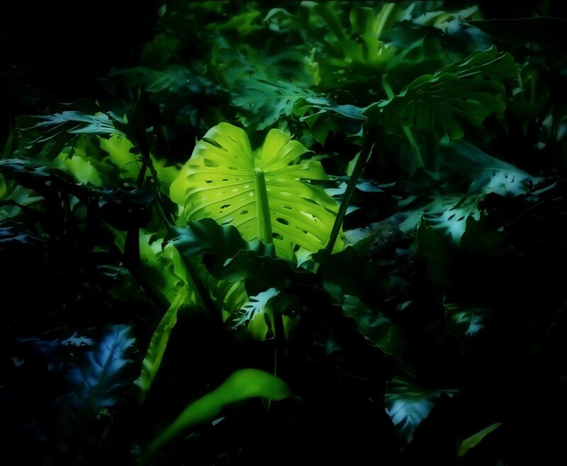 glowing leaf in dark jungle