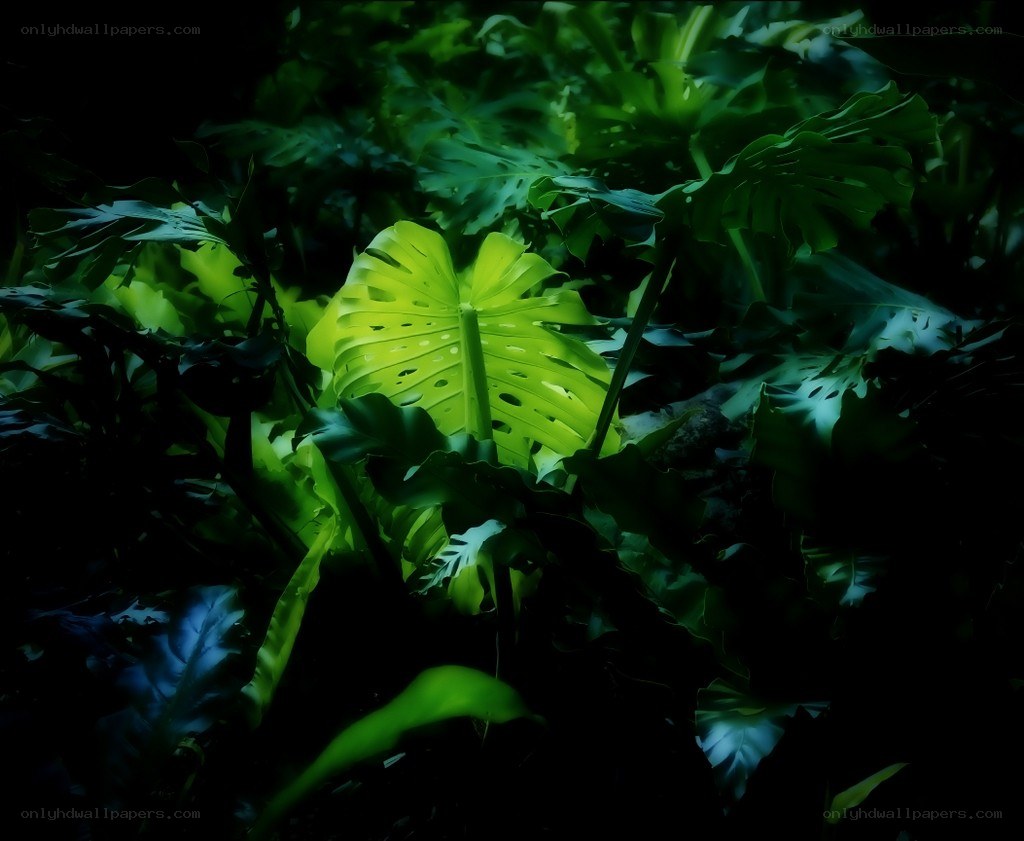glowing leaf in dark jungle