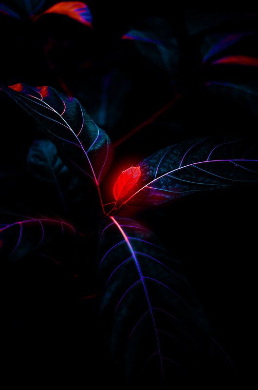 Glowing Leaf in Dark