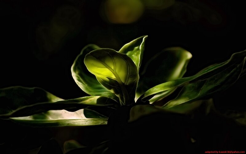 glowing leaf in darkness