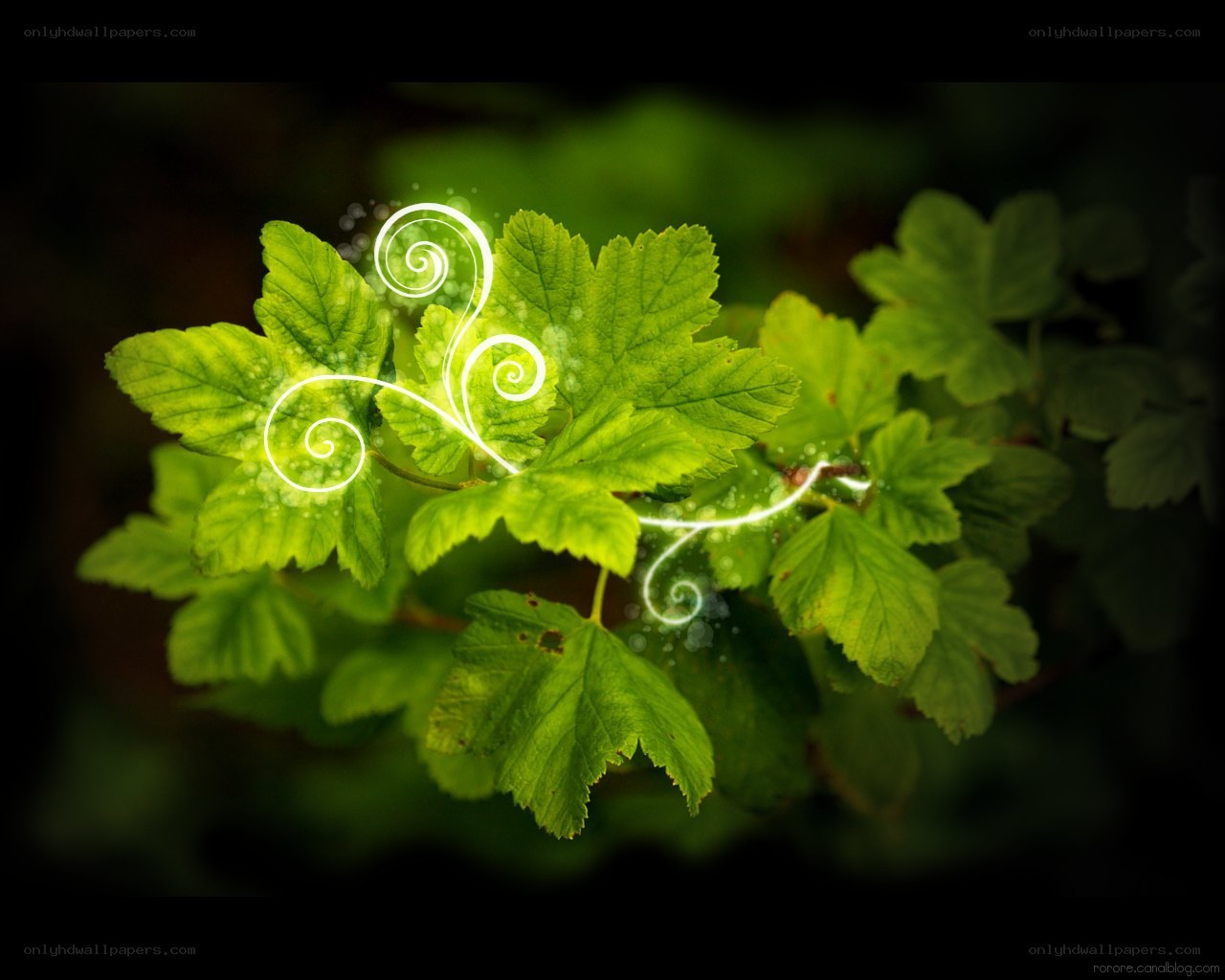 glowing leaf swirls