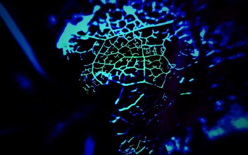 Glowing Leaf Veins