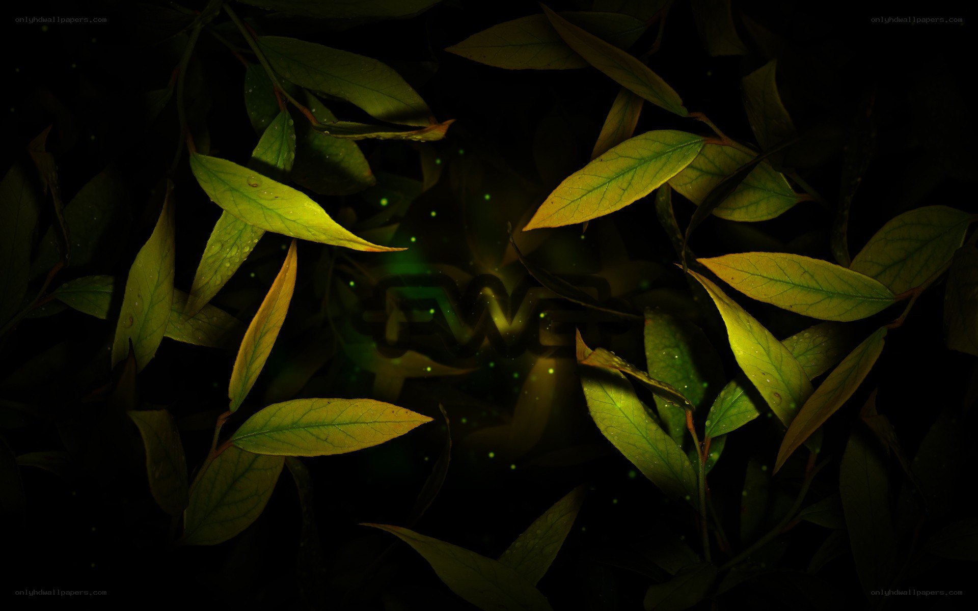 glowing leaves in dark forest