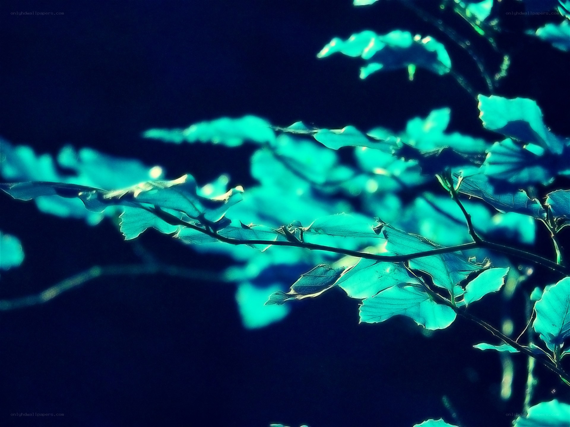 glowing leaves in the dark