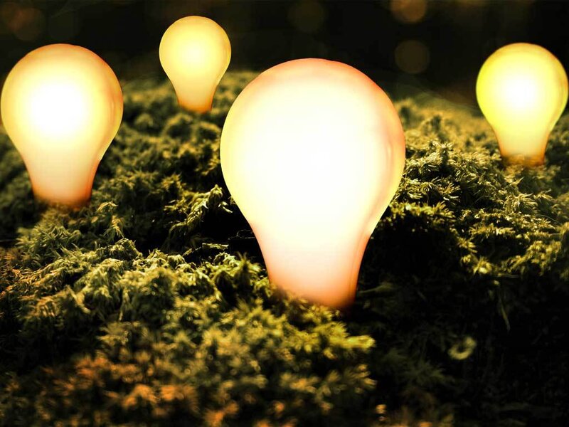 glowing light bulbs in moss