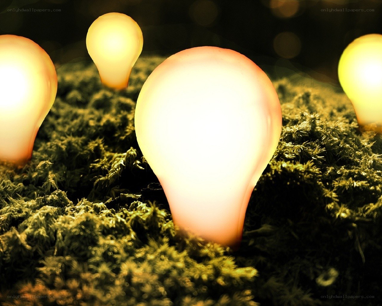 Glowing light bulbs in moss