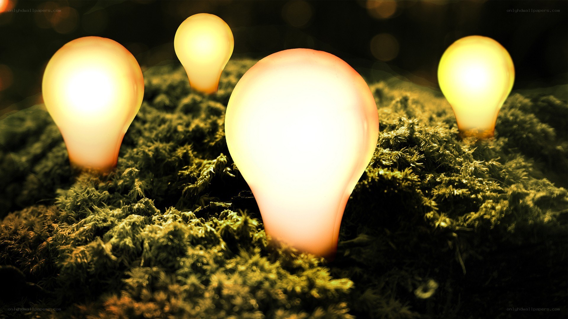 Glowing light bulbs in moss