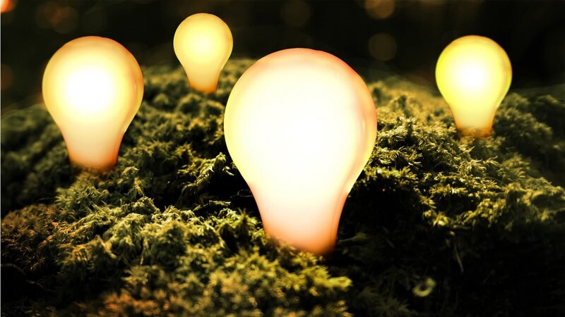 glowing light bulbs on moss