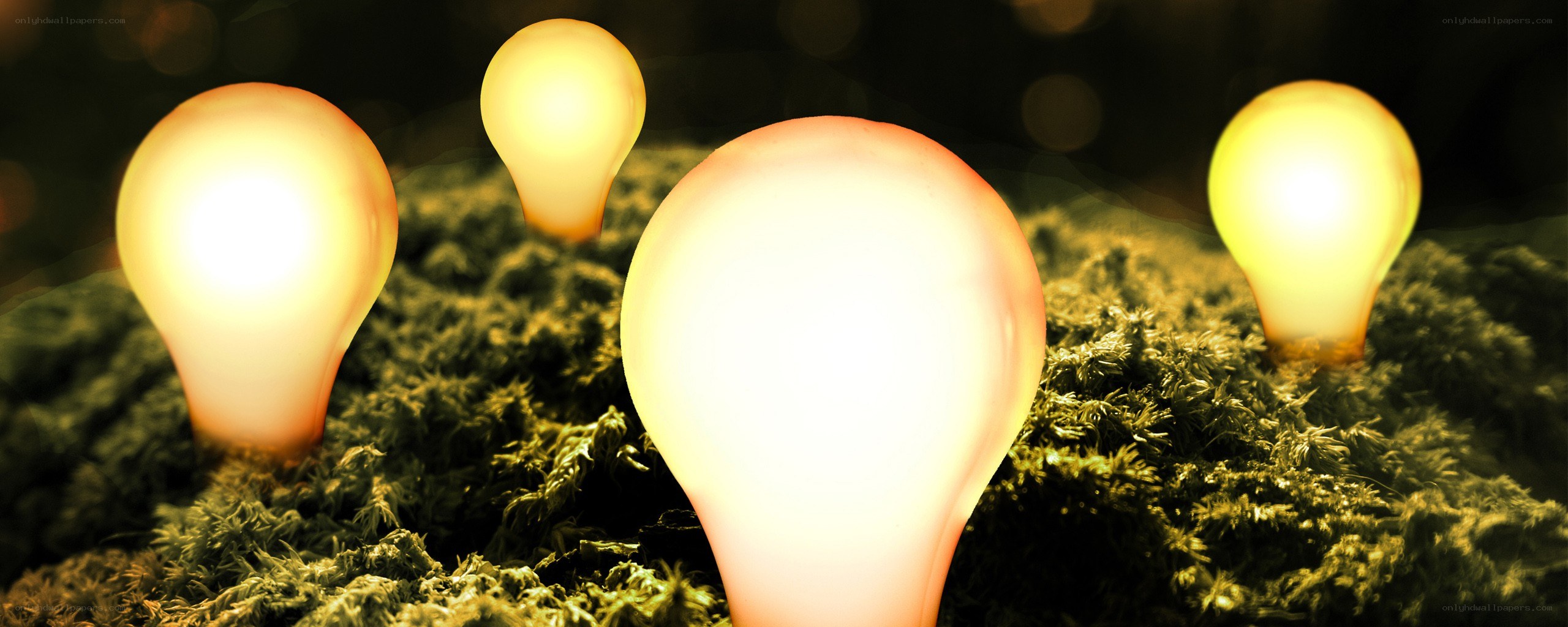 glowing light bulbs on moss