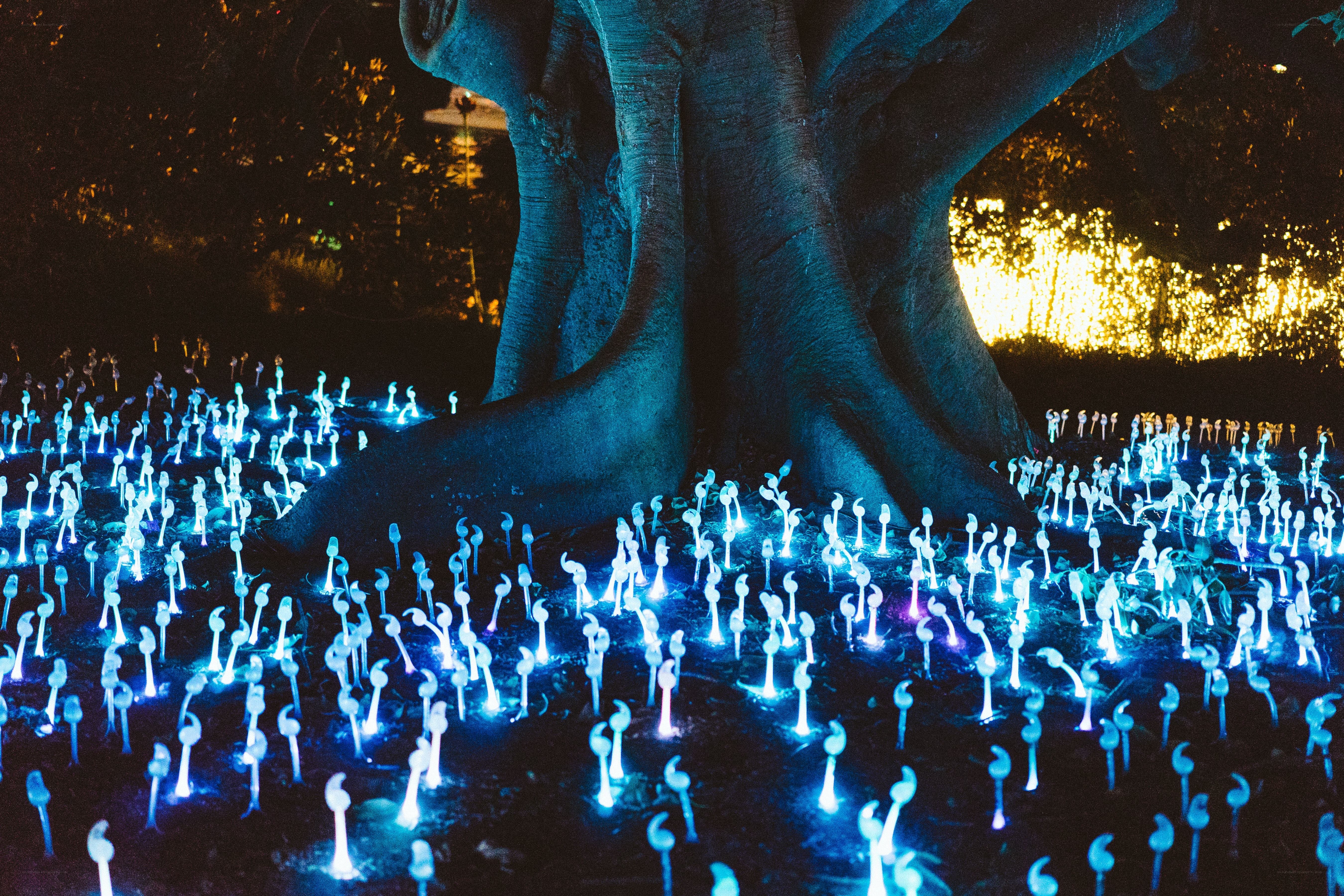 Glowing lights under a tree
