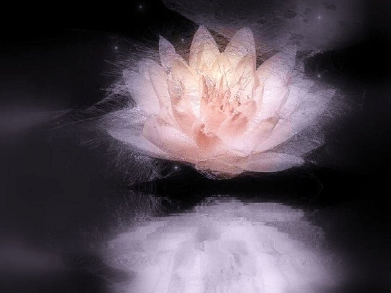 glowing lotus flower