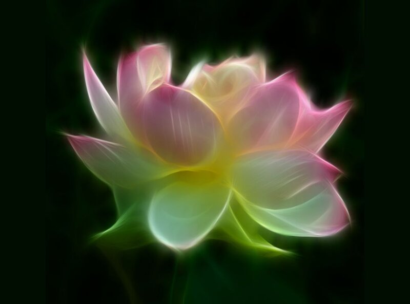 Glowing Lotus Flower — Pink, Serene