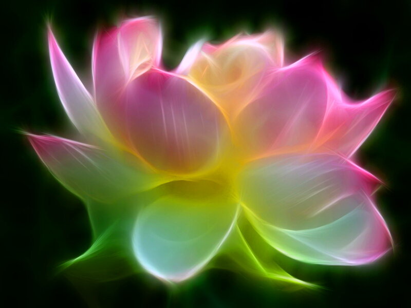 Glowing Lotus Flower — Pink