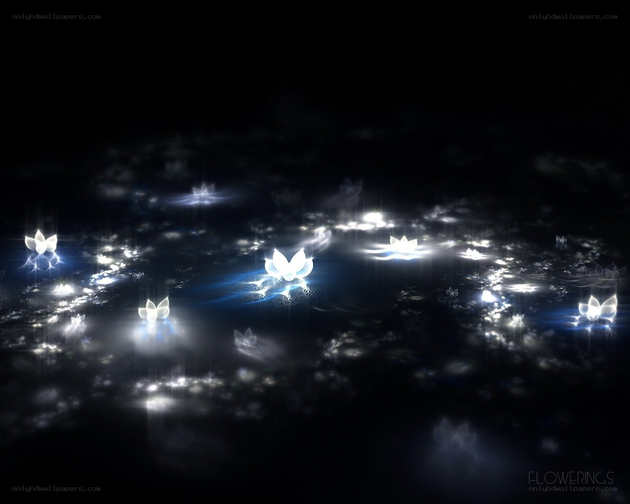 Glowing lotus flowers at night