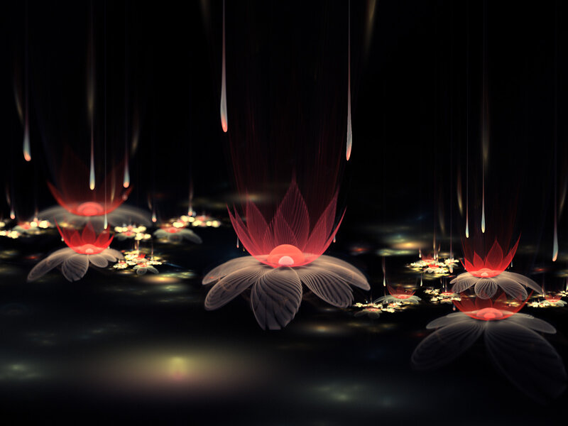 Glowing Lotus Flowers — Black