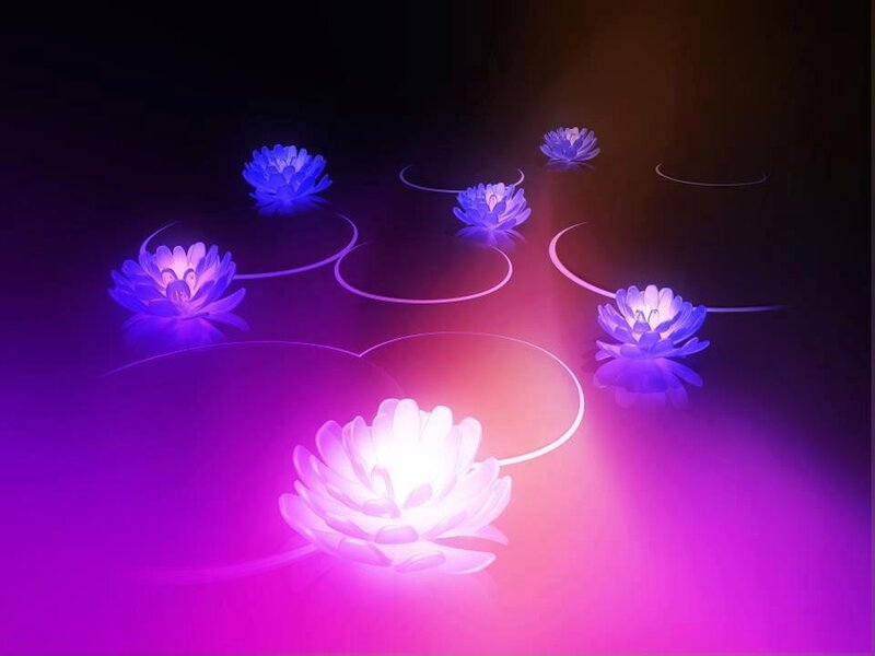Glowing Lotus Flowers — Purple, Serene