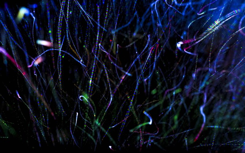 glowing marine organisms in dark water