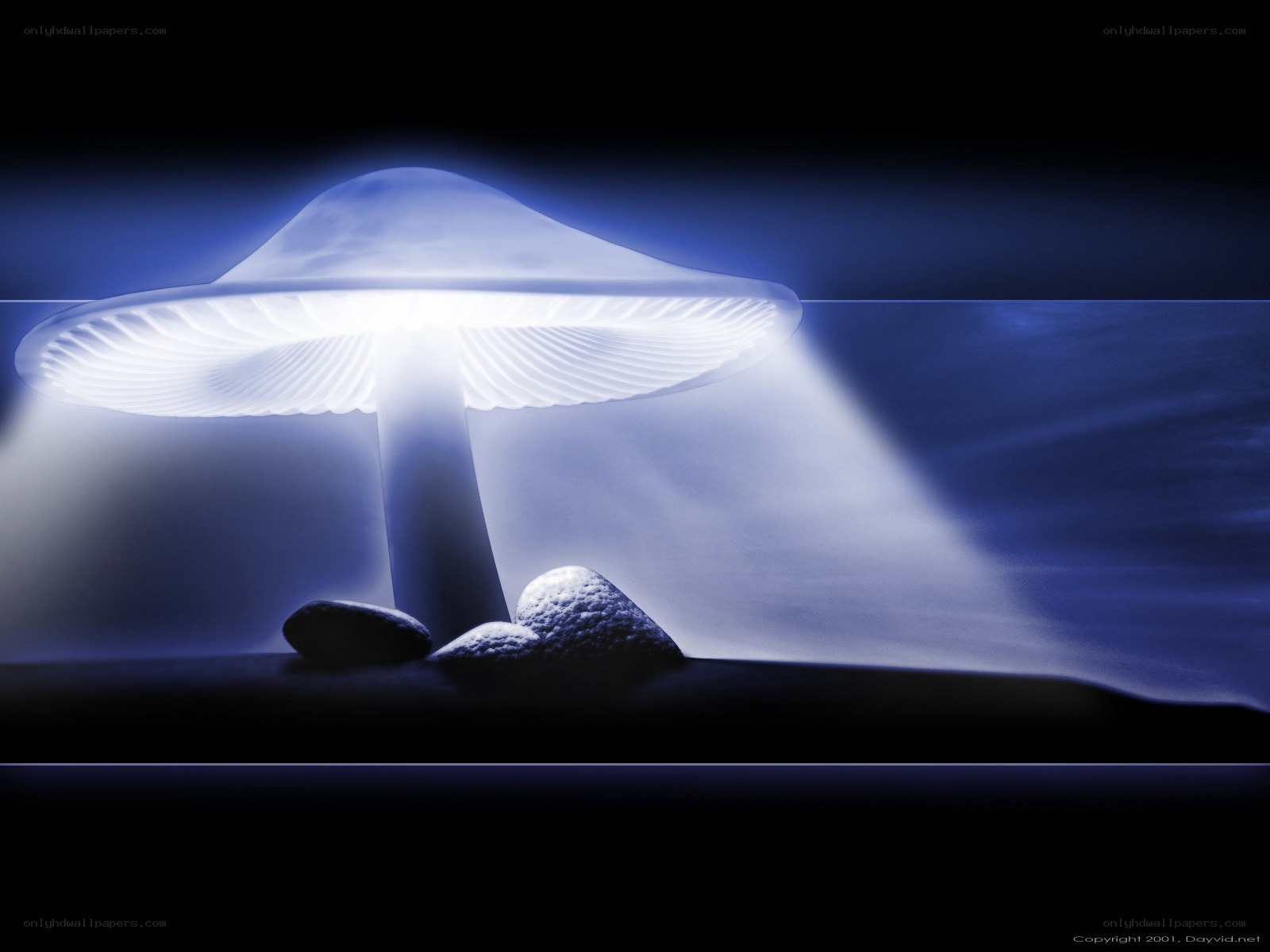 glowing mushroom in darkness